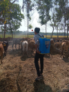 Sở Nông nghiệp và Phát triển nông thôn thực hiện chỉ đạo của UBND tỉnh về tăng cường công tác phòng, chống dịch bệnh động vật, đăc biệt là phòng chống cúm gia cầm lây sang người
