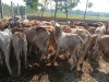 Trạm Chăn nuôi và Thú y huyện Châu Thành tăng cường kiểm soát vận chuyển trâu, bò qua biên giới và xử lý giết mổ động vật tại địa điểm không được cơ quan nhà nước có thẩm quyền cho phép