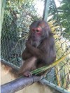 Đội Kiểm lâm cơ động và PCCCR liên tục tổ chức bắt giữ nhiều cá thể khỉ hoang quấy phá người dân xung quanh khu vực  Tòa Thánh Tây Ninh