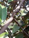 Quản lý bệnh Phytophthora gây hại trên cây sầu riêng