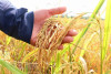 Tin vui của nông dân trồng lúa