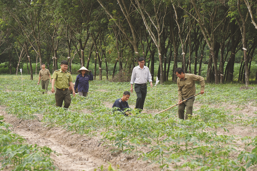 Cán bộ Kỹ thuật Ban Quản lý Khu rừng phòng hộ Dầu Tiếng hướng dẫn kỹ thuật và cùng người dân trồng rừng tại địa bàn xã Tân Thành, huyện Tân Châu.