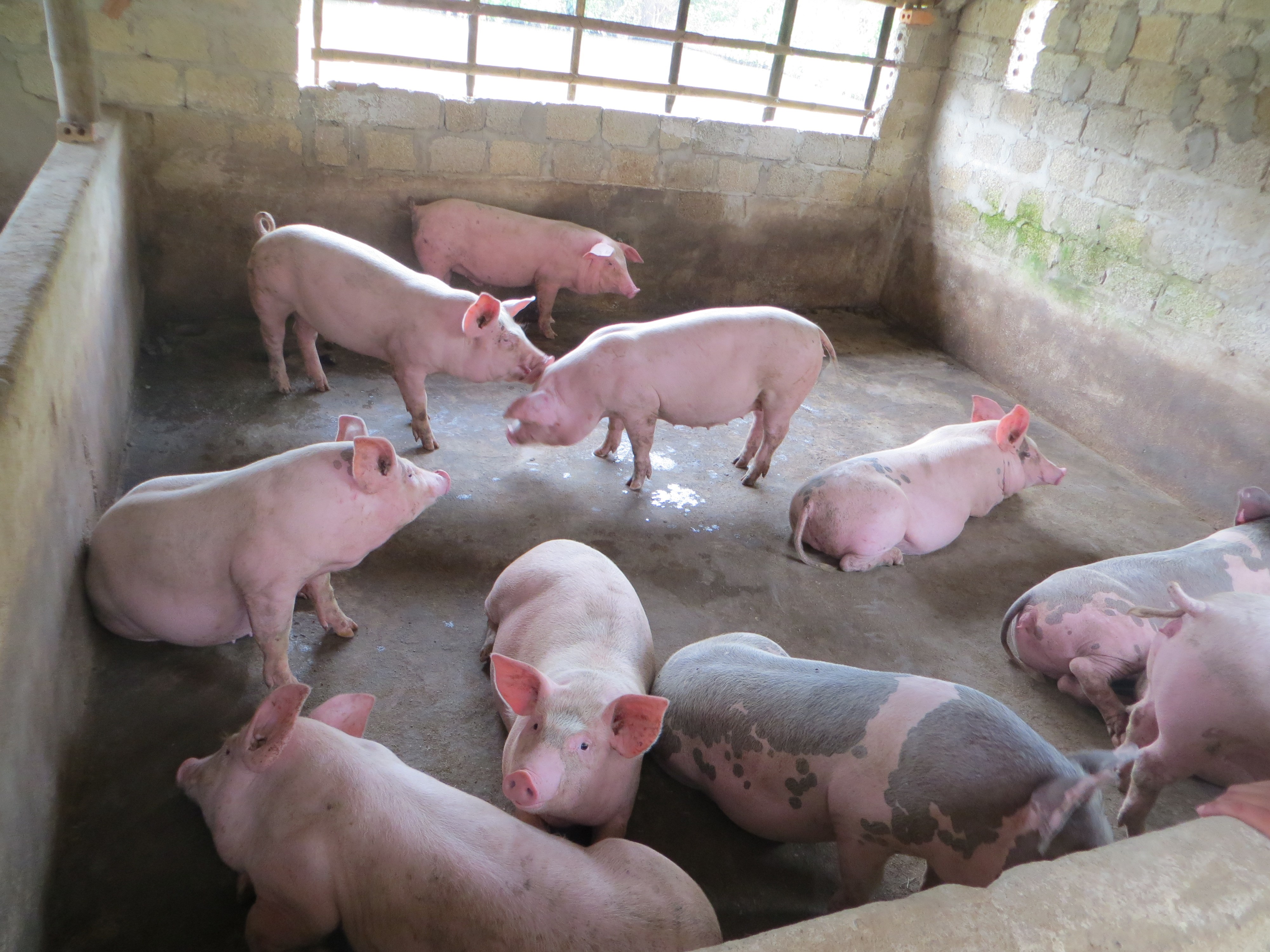 Thành công nhờ nuôi lợn trong chuồng lạnh  Tạp chí Chăn nuôi Việt Nam