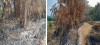 Bị xử phạt 52.280.000 đồng do đốt rơm ruộng lúa để cháy lan vào rừng đặc dụng