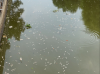 Bổ sung nguồn nước từ hệ thống thủy lợi để giảm ô nhiễm nguồn nước rạch Tây Ninh