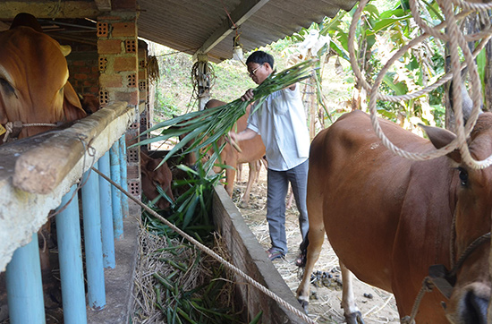 Trồng cỏ voi nuôi bò giúp nông dân tăng thu nhập