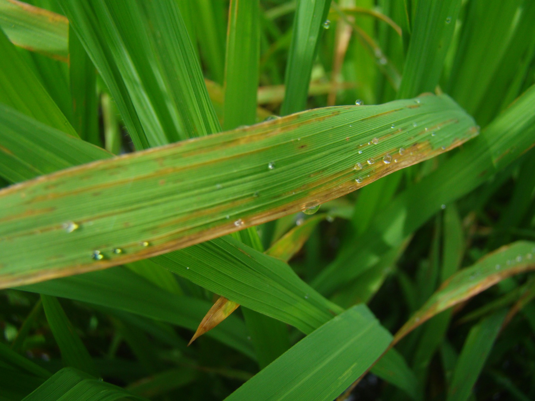 Triệu chứng cháy bìa lá do vi khuẩn