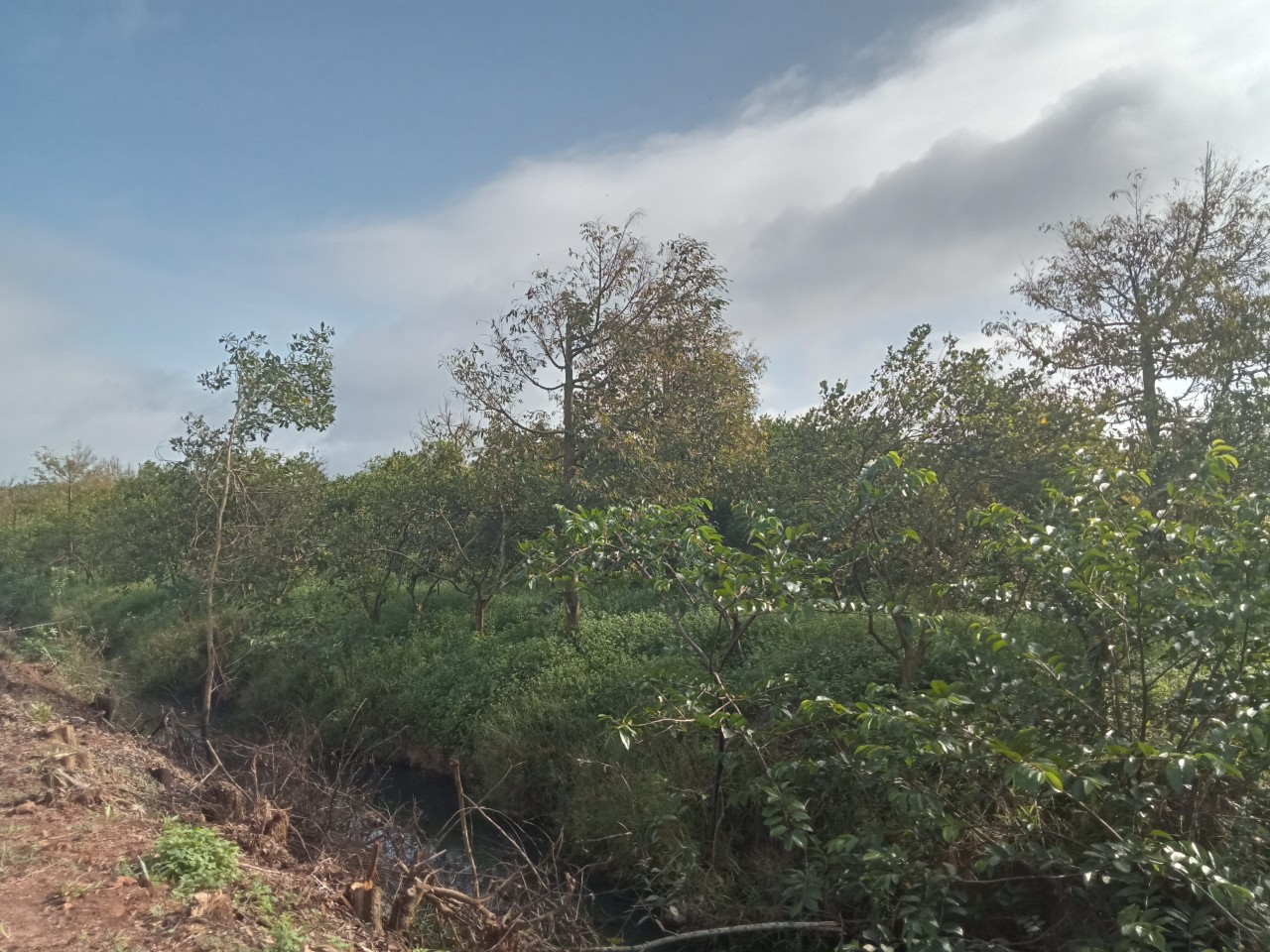 Biện pháp phòng trừ bệnh cháy lá, chết ngọn trên cây sầu riêng và kinh  nghiệm quản lý bệnh của nông dân huyện Tân Biên